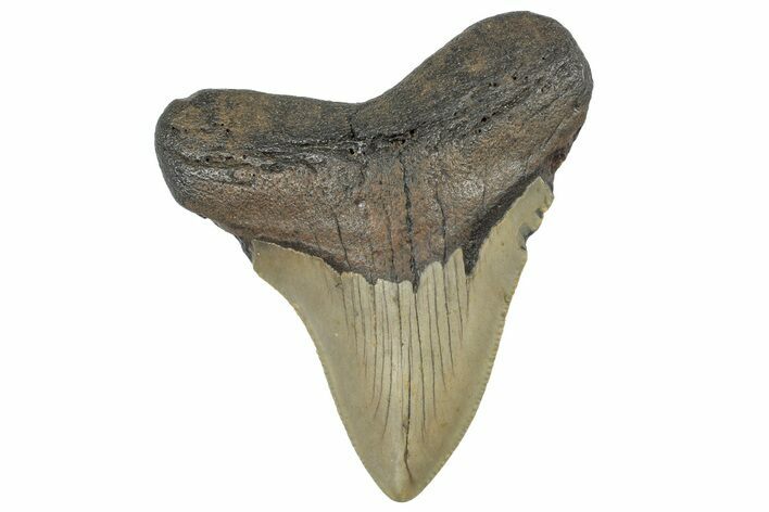 Serrated, Fossil Megalodon Tooth - North Carolina #298880
